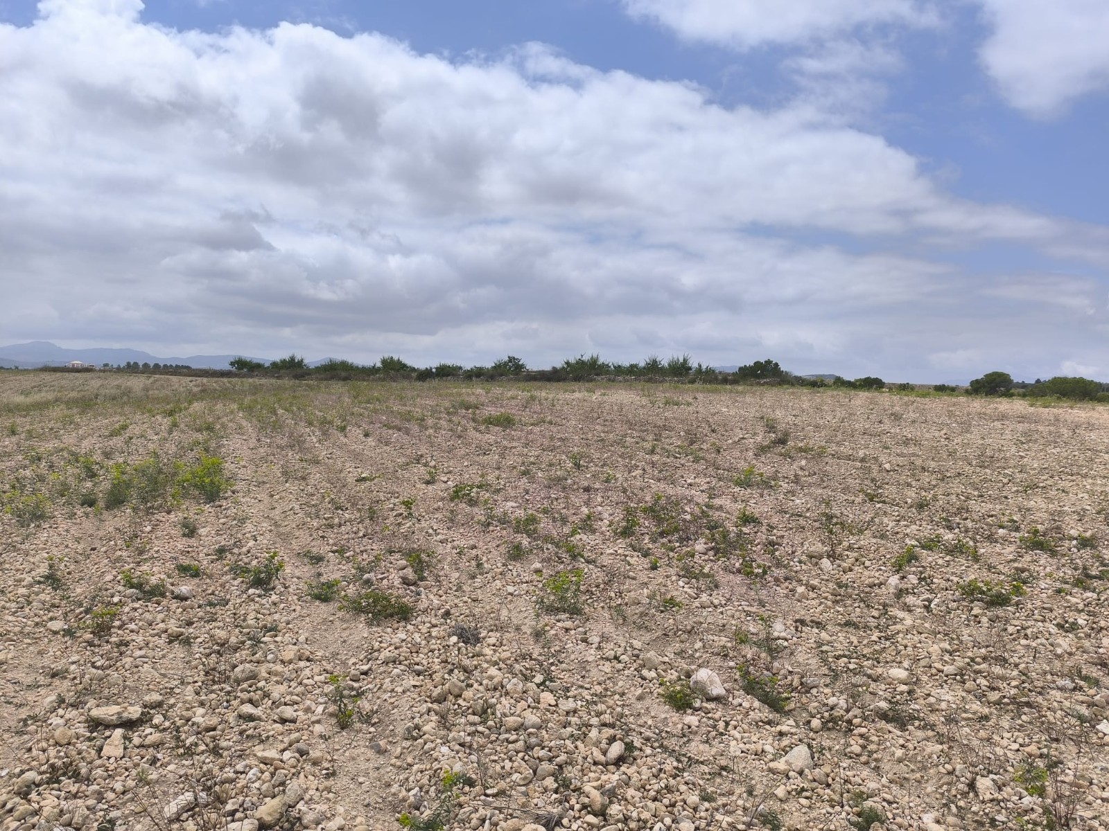 Finca en venta en Pinoso