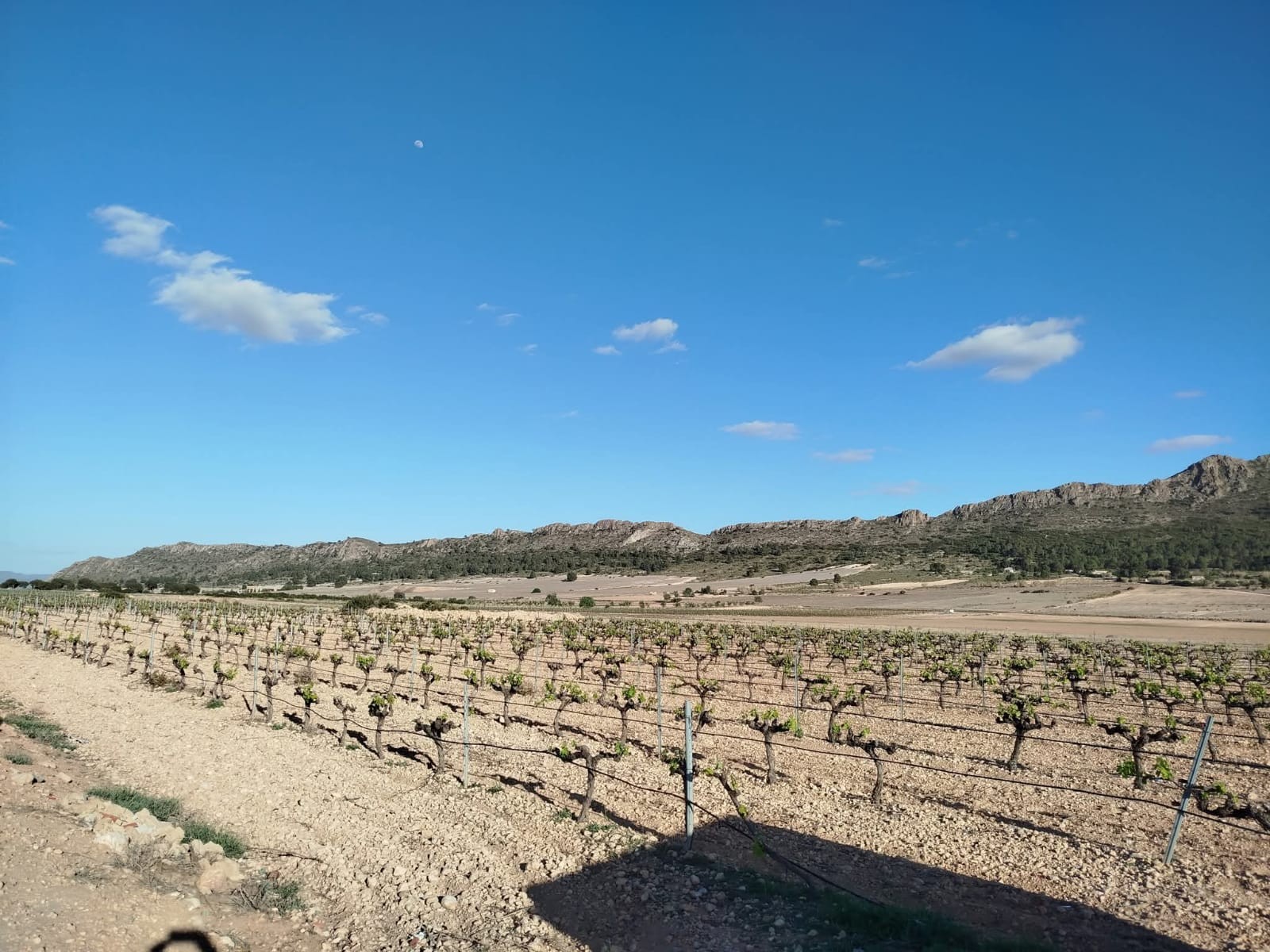 Casa de Campo en venta en Yecla