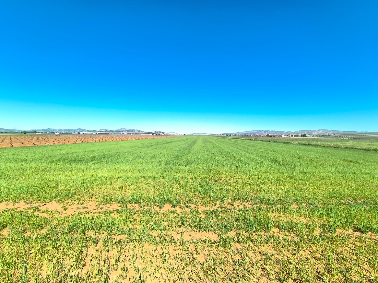 Finca for sale in Yecla, Murcia, Spain