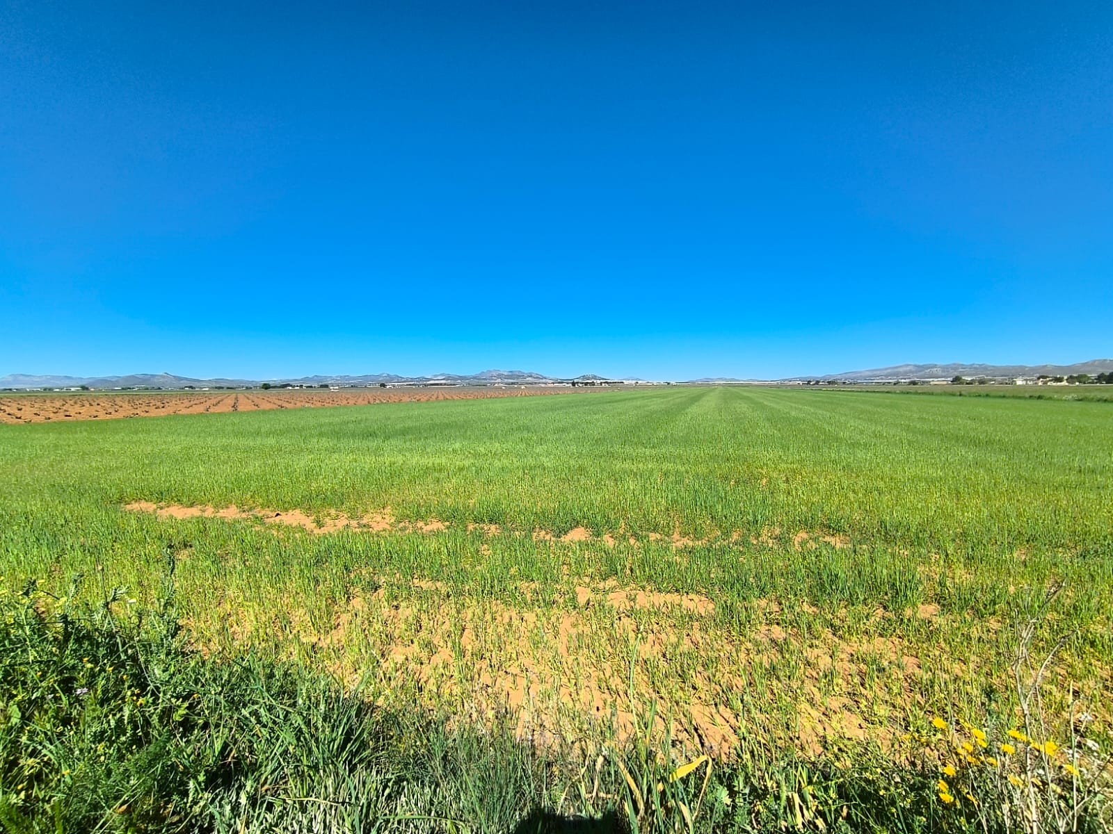 Finca en venta en Yecla