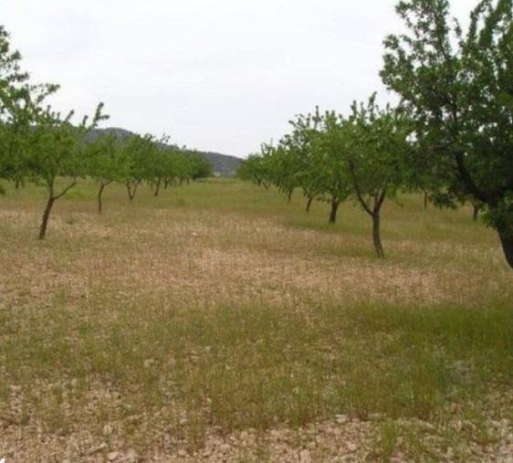 Finca en venta en Abanilla