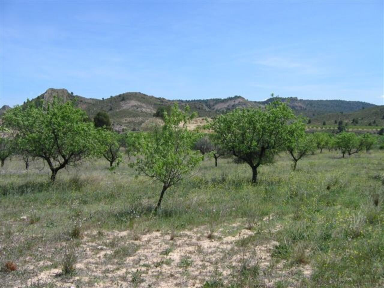 Finca en venta en Calasparra