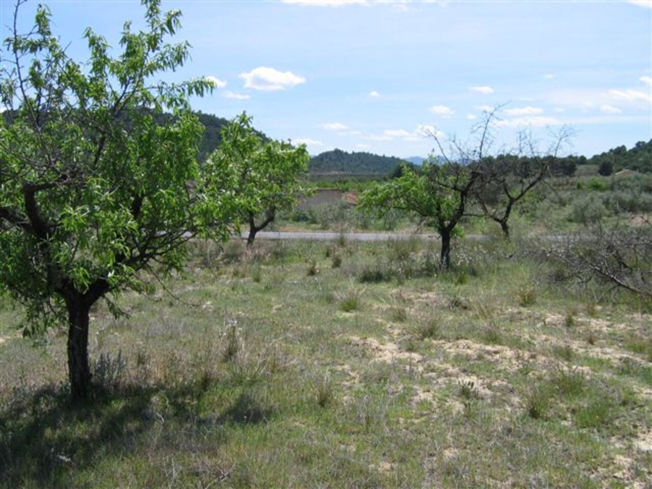 Finca en venta en Calasparra