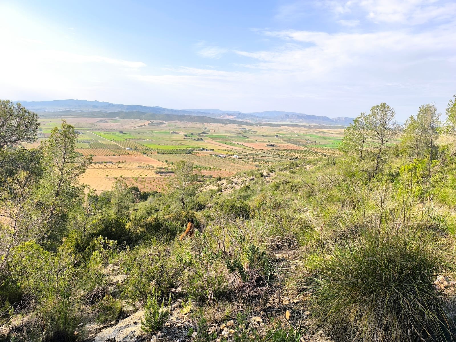 Finca for sale in Yecla, Murcia, Spain