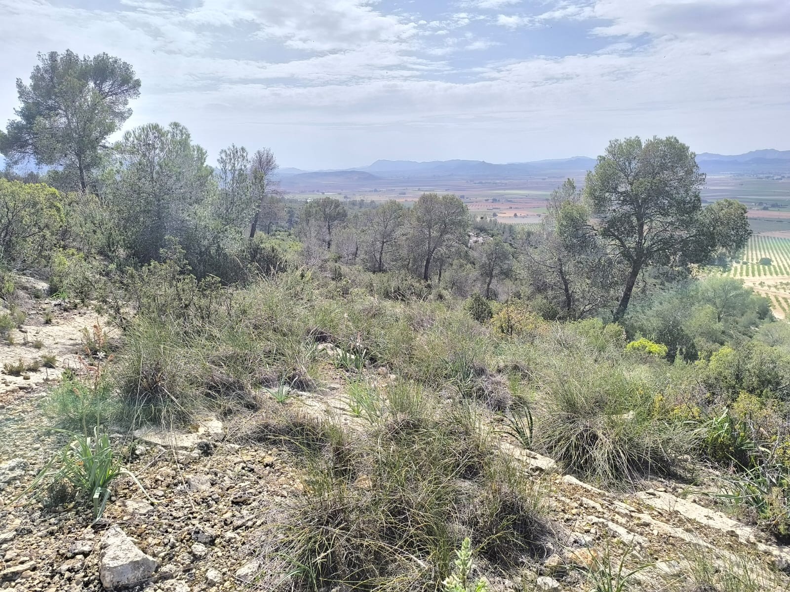 Finca for sale in Yecla, Murcia, Spain