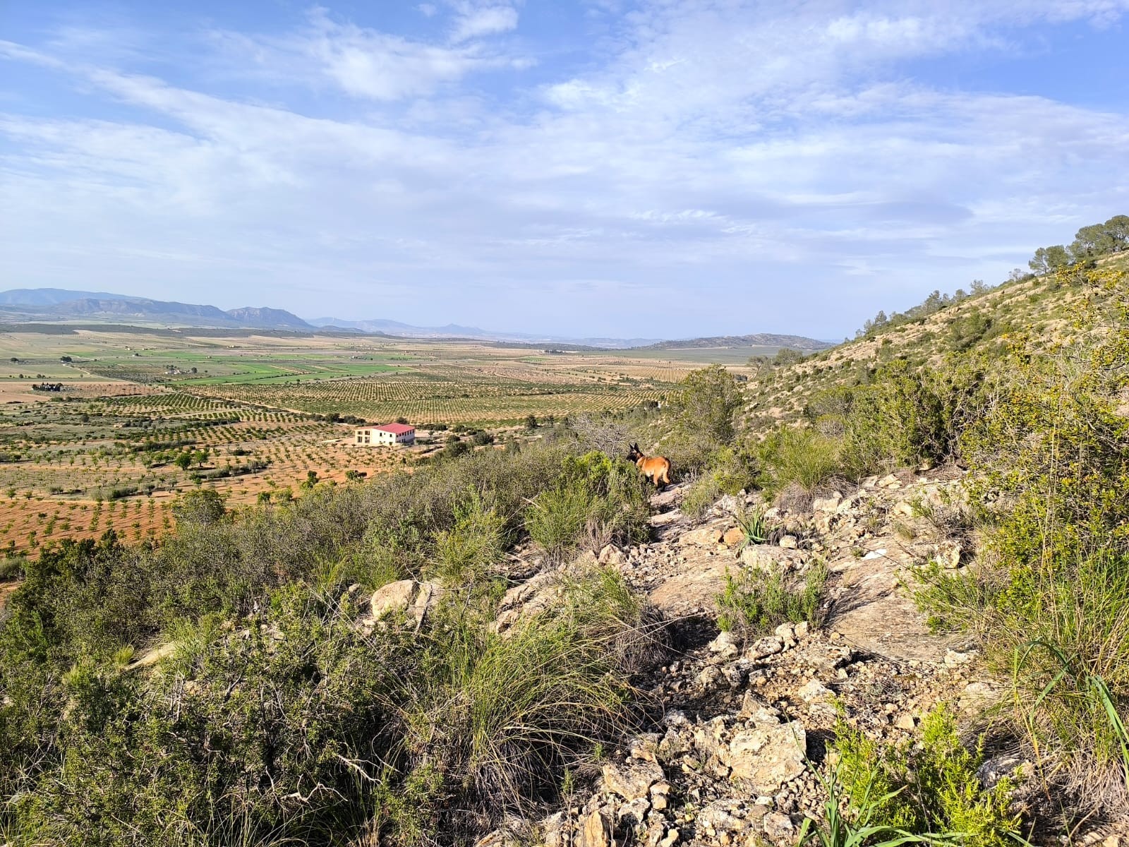 Finca for sale in Yecla, Murcia, Spain
