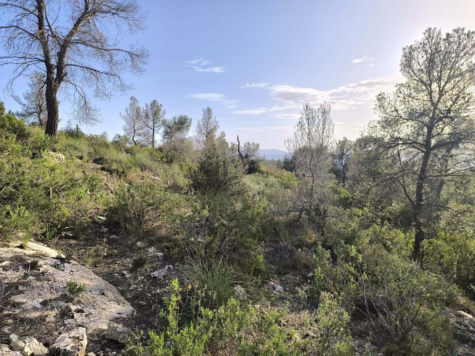 Finca for sale in Yecla, Murcia, Spain
