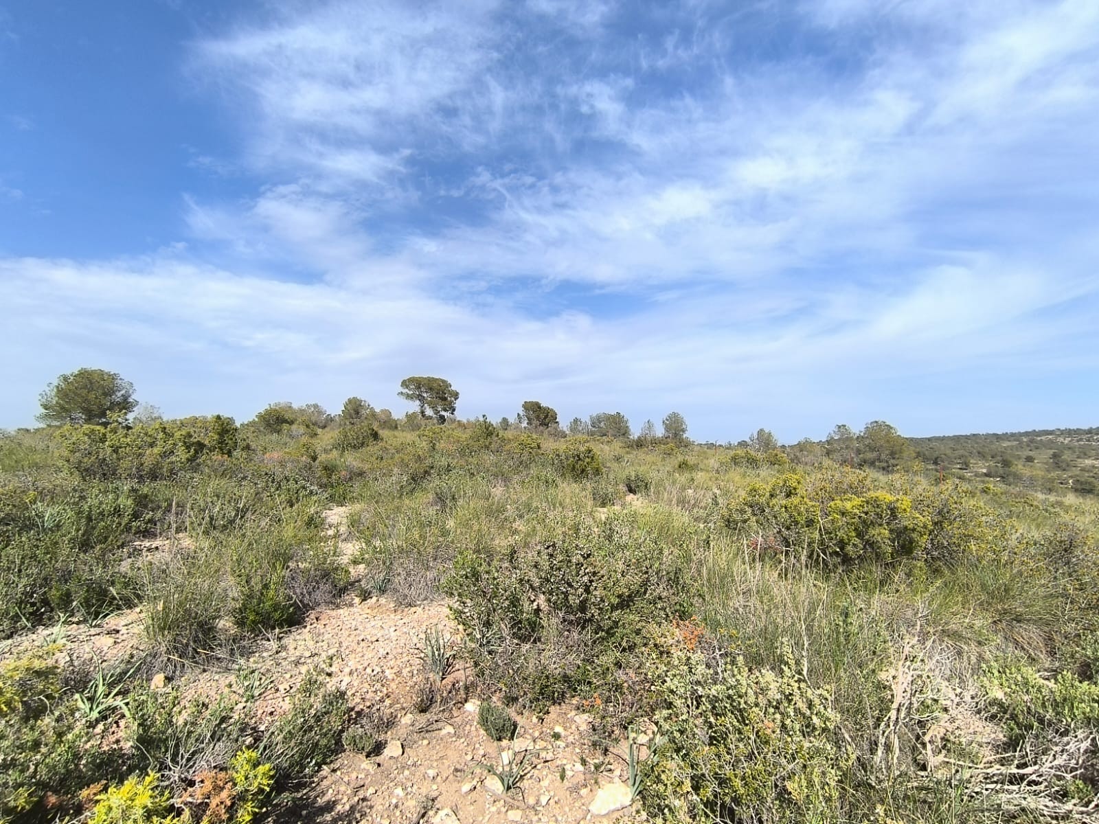 Finca for sale in Yecla, Murcia, Spain
