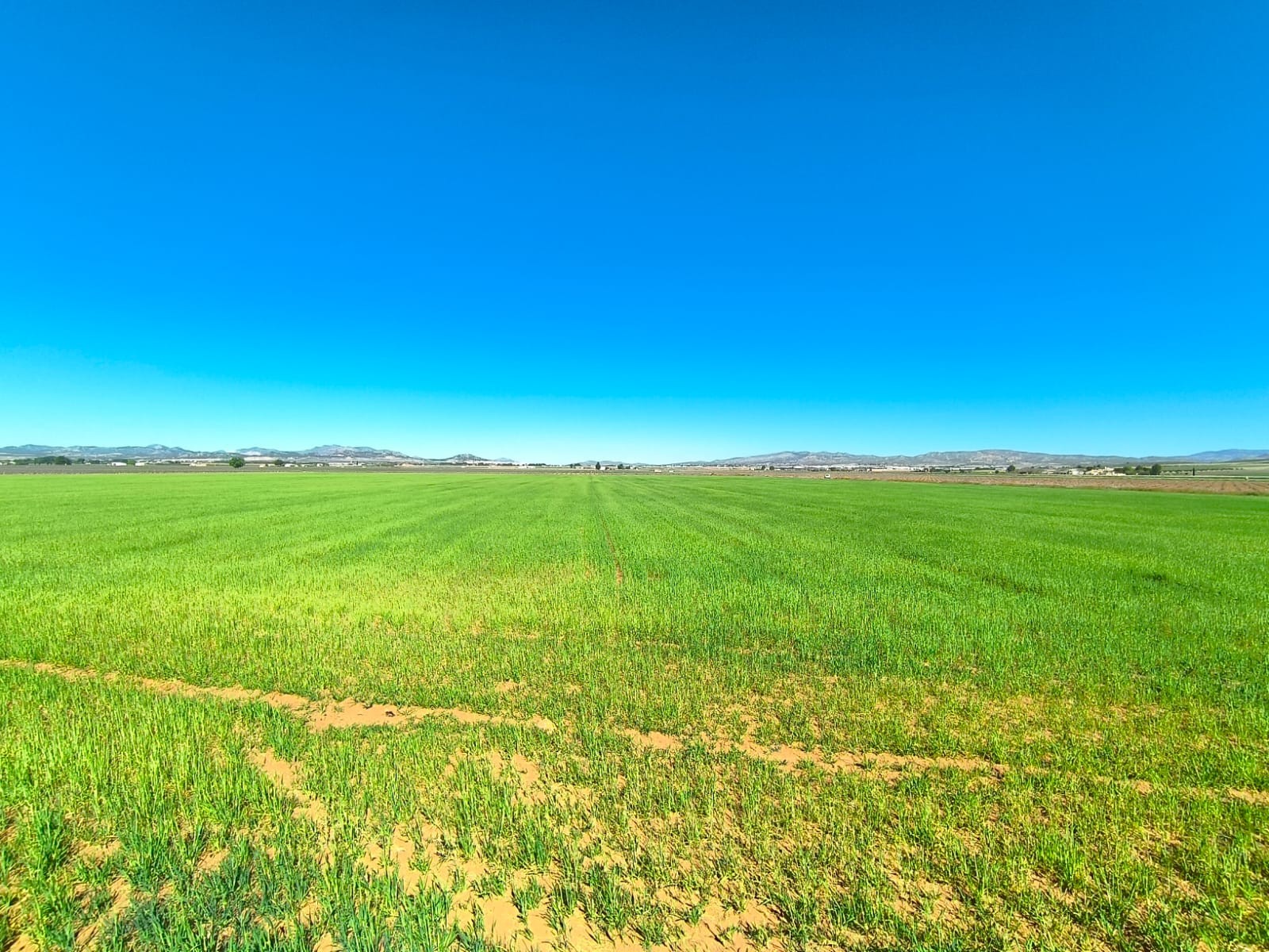 Finca en venta en Yecla