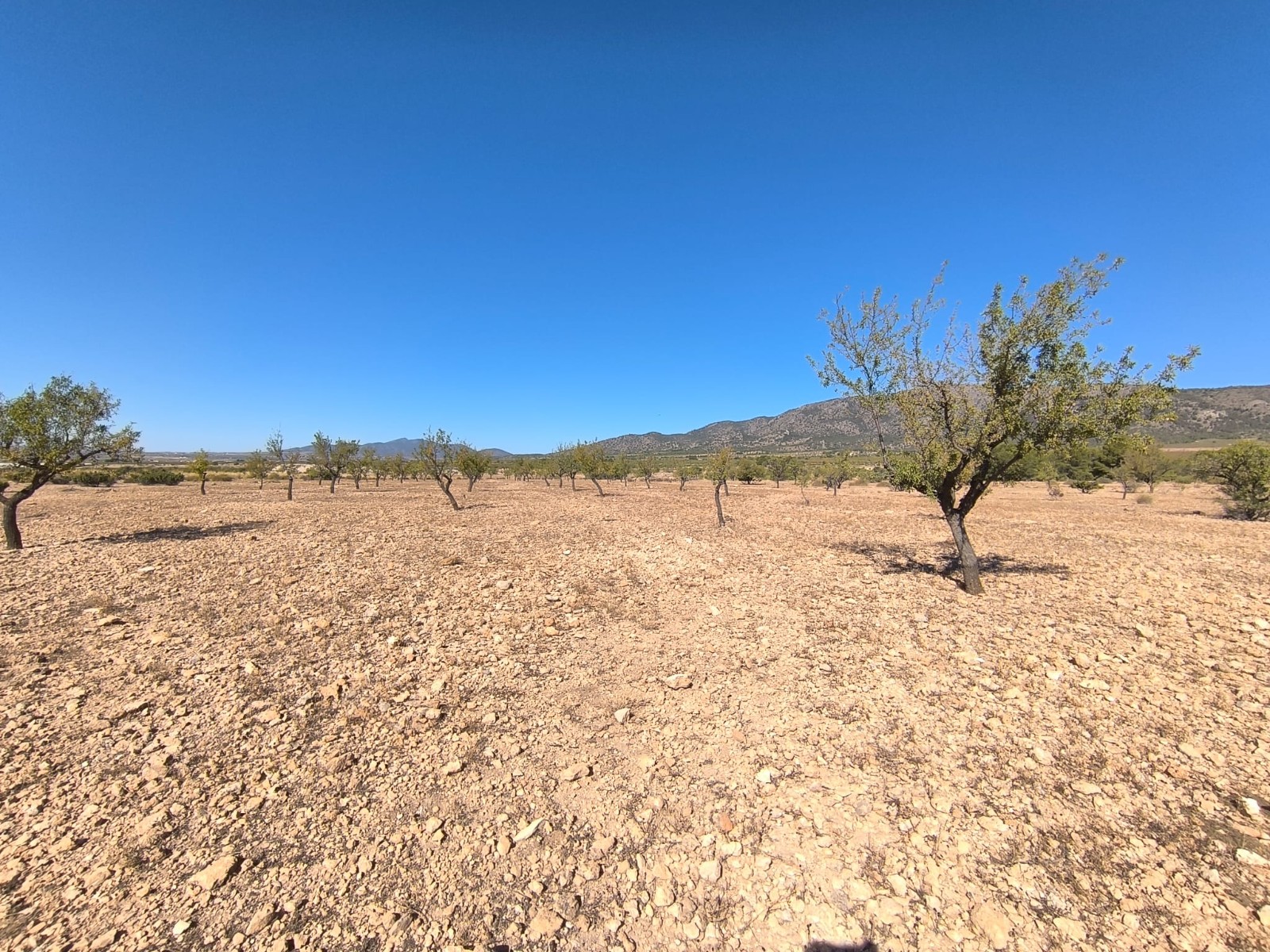 Finca en venta en Monóvarmonóver